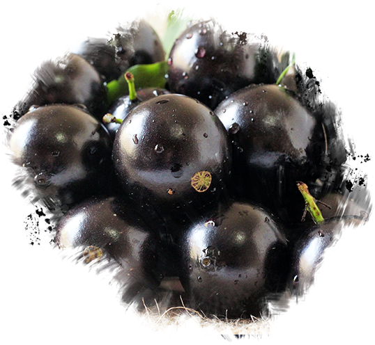 Jabuticaba nossa especialidade!